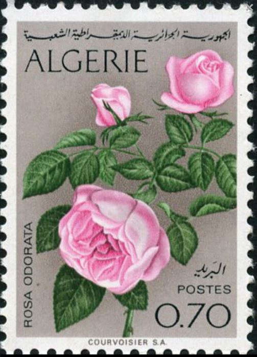 Stamp